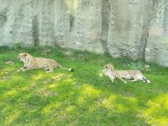 -北京野生动物园