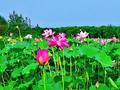 -东郊湿地公园