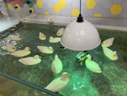点击看大图 -七巧国萌宠乐园(龙湖天街店)