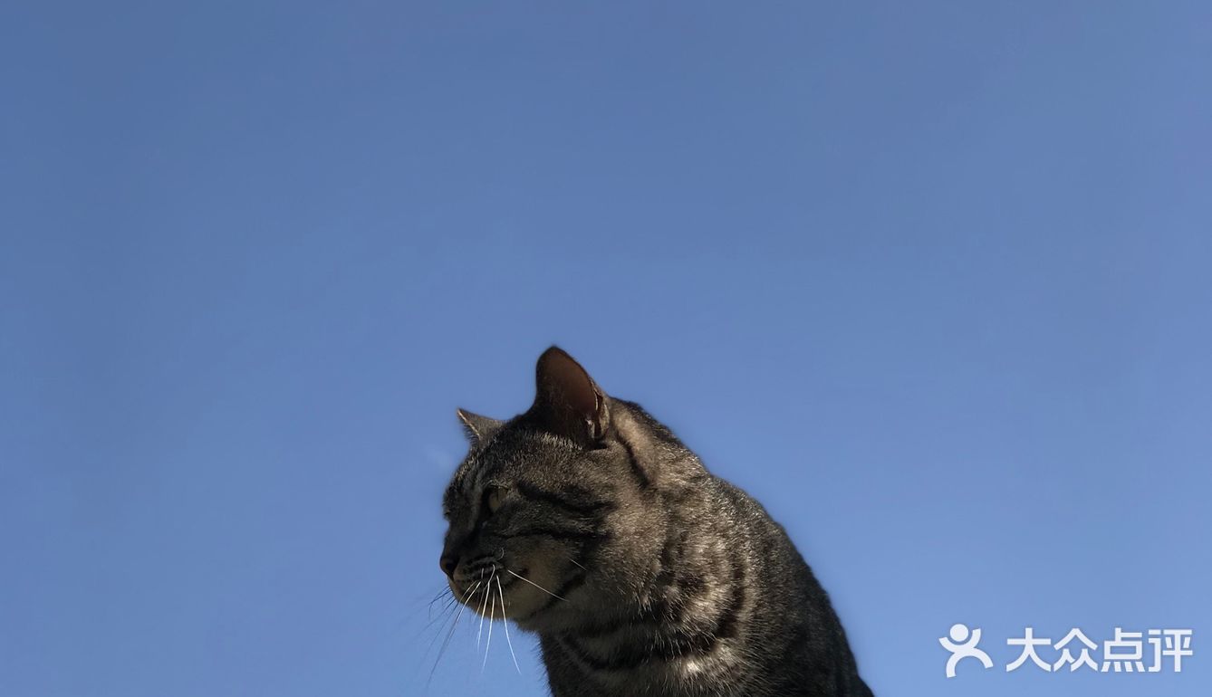 快去下苑画家村偶遇可爱小猫咪，再吃吃家常菜吧