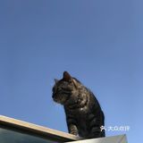 快去下苑画家村偶遇可爱小猫咪，再吃吃家常菜吧