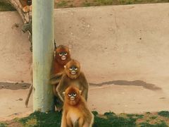 -西霞口神雕山野生动物世界
