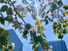 -新虹桥中心花园