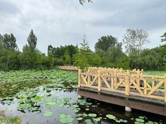 -溱湖国家湿地公园