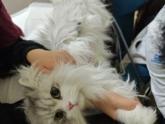 -美联众合动物医院·24h转诊中心