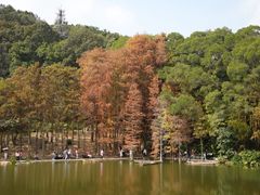 -深圳仙湖植物园