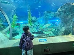 -芜湖新华联大白鲸海洋公园
