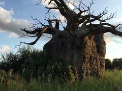 -奥兰多迪士尼动物王国乐园