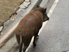 -清迈夜间动物园