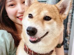 -柴犬高等学院·狗咖·柴犬售卖·宠物训练