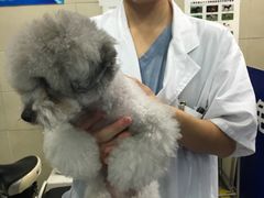 -申普宠物医院·眼科·心内科·影像科(普陀分院)