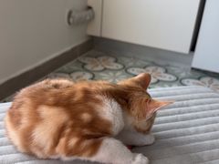 -心仪动物医院·牙专科·肿瘤·心脏科(西客站院)