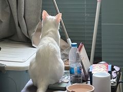 -瑞派康怡24h宠物医院·犬猫医疗中心·微创绝育(瑞景分院)