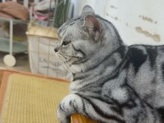 -李小姐の猫咖啡馆(五角场店)