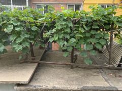 -ZING鲸鱼啤酒(葡萄院店)