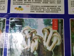 -东巴谷野生菌火锅餐厅