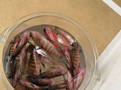 -小猫钓鱼海钓俱乐部(椰梦长廊店)