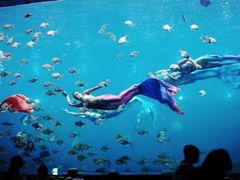 -瑞德姆美人鱼海底演艺主题餐厅(亚龙湾店)