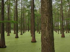-渌洋湖湿地公园