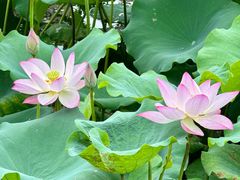 -荔湾湖公园