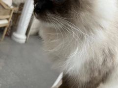 -共舞时光猫咖·狗咖(新街口店)