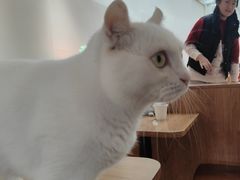 -有猫主题·治愈系猫咖(曾厝垵店)