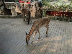 -野象谷景区