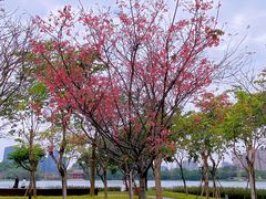 -顺峰山公园