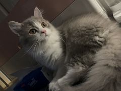 -瑞派福兴宠物医院犬猫全科·骨科·中西医结合(河东店)