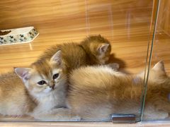 -猫十亿·布偶金渐层·曼基康矮脚猫舍(青年路店)