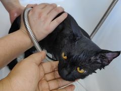 -爱洗澡的猫(望京店)