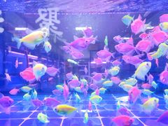 -中环花鸟鱼虫市场