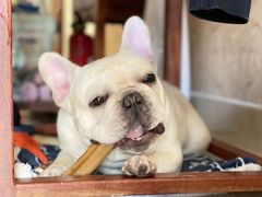 -萌宠之家·腊肠犬·马尔泰·小体犬舍