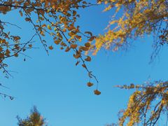 -千年银杏谷文化旅游区