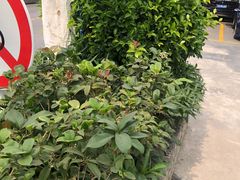 -SAYScake善食感戚风蛋糕(临江大道店)