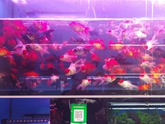 -双季花艺园艺市场(浦东店)