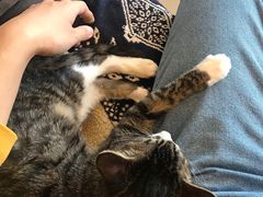 -平行世界·猫咖(首经贸店)