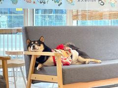 -南京Hallo宠物乐园·哈罗犬舍·柴犬繁育基地