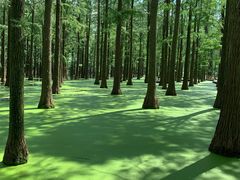 -渌洋湖湿地公园