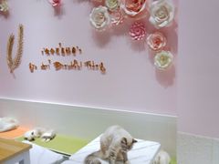 -喵店&猫咖