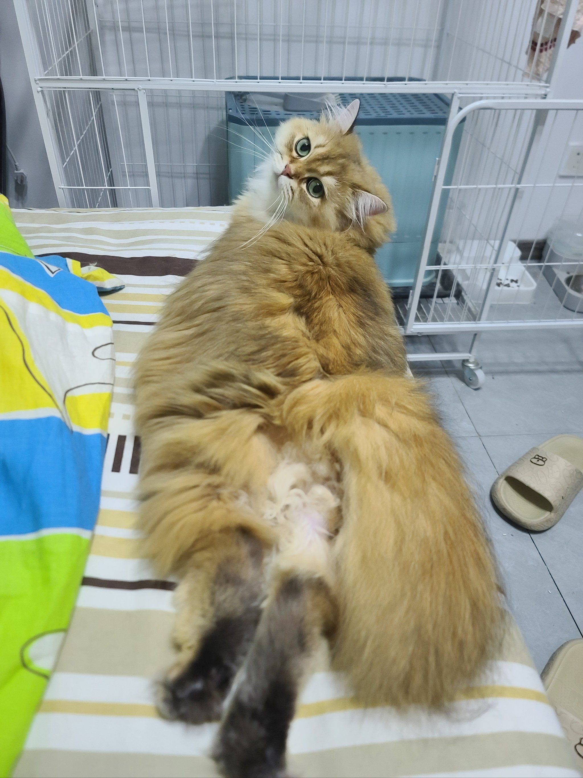 骚猫