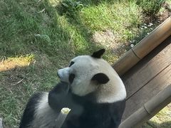 -大连森林动物园