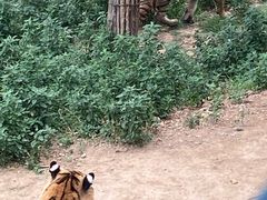 -大连森林动物园