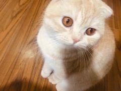 -瑞派名望志远动物医院·猫科·內科·异宠专科(直港大道店)