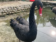 -武汉紫薇都市田园