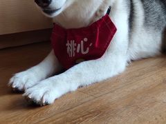 -Husky Go! 哈士奇体验馆·宠物咖啡厅狗咖