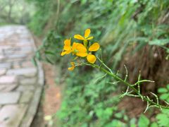 -大岭沟猕猴桃谷风景区