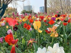 -大宁郁金香公园-停车场