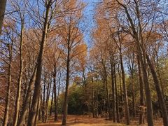 -上海海湾国家森林公园