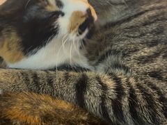 -平行世界·猫咖(首经贸店)